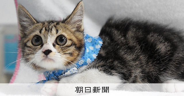 天皇家、癒やしのアイドル 保護猫「セブン」 両陛下、きょう31回目の