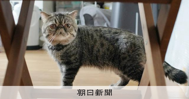 中川いさみさん「毛玉日記」初の単行本に ネコ3匹と漫画家の日々：朝日新聞