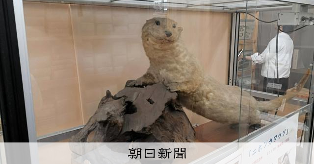度肝抜く 希少な剥製 [高知県]：朝日新聞