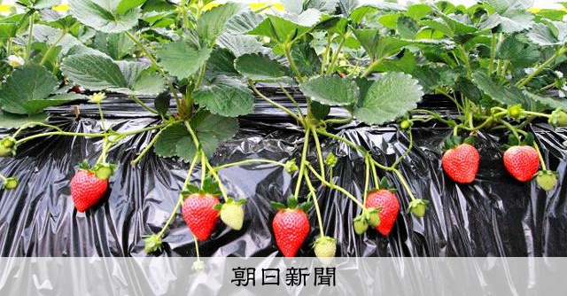 いちご出品 40ca3b963b8b8b6955015de8934925