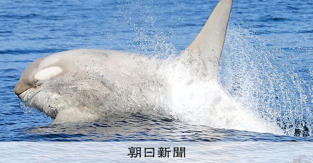 幻の「白いシャチ」 北海道・羅臼町沖：朝日新聞
