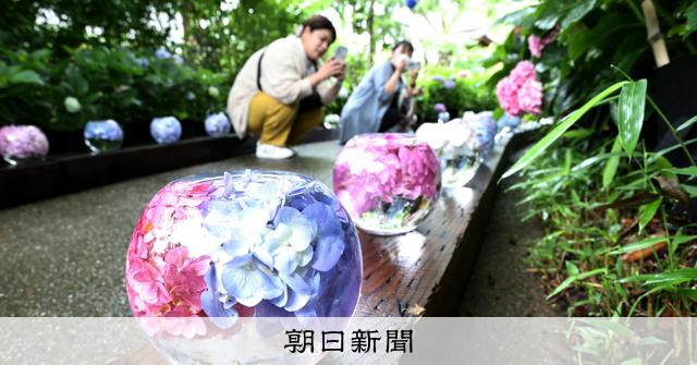 コロナ乗り越え「映えスポット」 奈良・般若寺の紫陽花ガラスボール