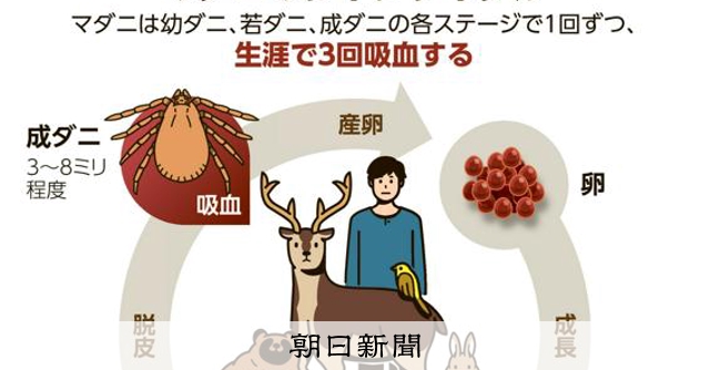 マダニはどのように生きているの？ 一生に3回吸血、病気の媒介も：朝日新聞