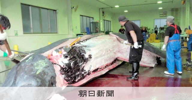 ドキュメンタリー映画「鯨のレストラン」 ロケ地の石巻市で初上映