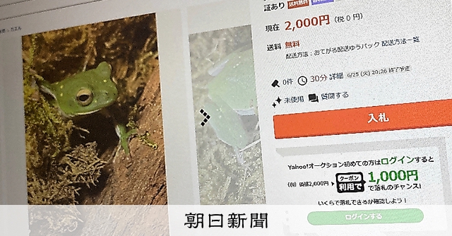 カエル　購入禁止 野外捕獲の両生類、出品禁止へ ヤフオク「環境への影響考慮」：朝日新聞