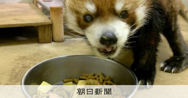 千葉市動物公園の「風太」 21歳に レッサーパンダでは国内最高齢 [千葉