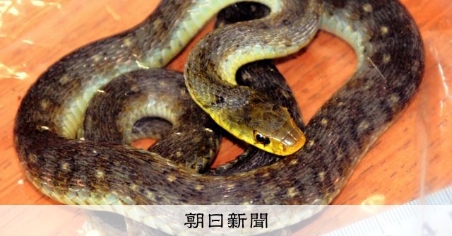 毒蛇ヤマカガシにかまれる被害、全国で続発 出血止まらない重症例も：朝日新聞