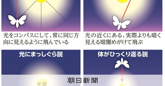 昆虫はなぜ光に集まる? さまざまな説、虫にとっては危険も：朝日新聞