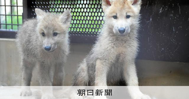 ショルダーバックを下げた子供ホッキョクオオカミさん AS20240717003199_comm.jpg