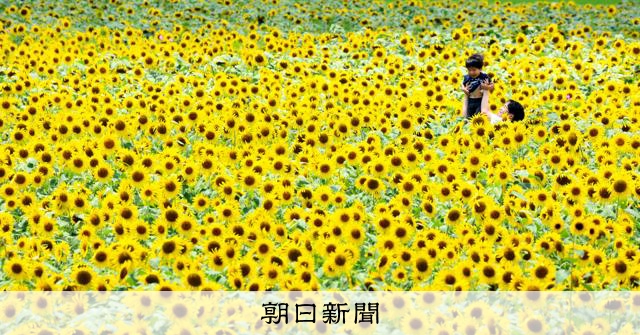 兵庫・小野で40万本のヒマワリ畑が満開 厳しい暑さに下向く花も [兵庫