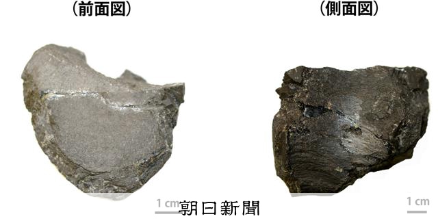 瀬戸内海　引き上げ　化石 瀬戸内海 引き上げ 化石