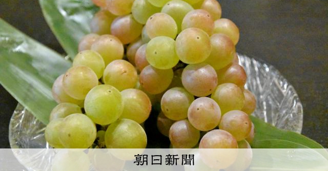 ぶどう様 AS20240723003744_comm.jpg