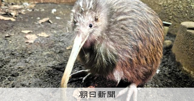 ニュージーランドの鳥「キウイ」、日本国内飼育の最後の1羽死ぬ [大阪