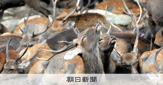 畑荒らした奈良の鹿、特別柵内での「終生飼養」やめて「一時収容」へ