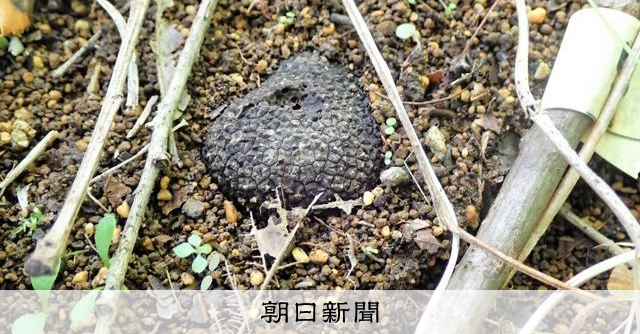 国産　黒トリュフ AS20240809001809_comm.jpg