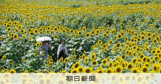 ひまわり☆ページ‼️ 612e4yDwL9L._AC_UL210_SR210,