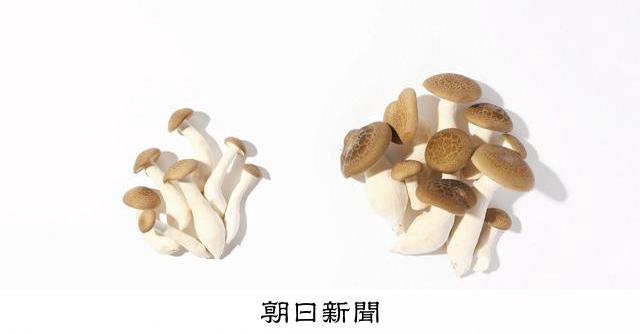 奇跡のぶなしめじ」全国販売へ 地震生き延び、うまみ成分1.5倍 [石川県