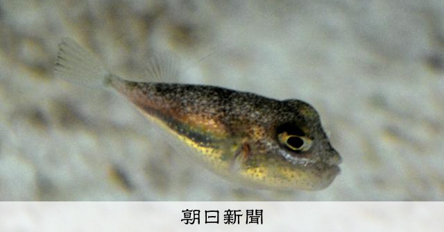 生まれは海底のミステリーサークル アマミホシゾラフグの稚魚展示