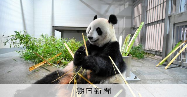 上野のパンダ AS20240830002218_comm.jpg