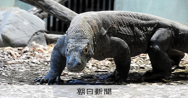 かわいい顔の「生きた恐竜」 コモドドラゴン、名古屋の動物園で公開