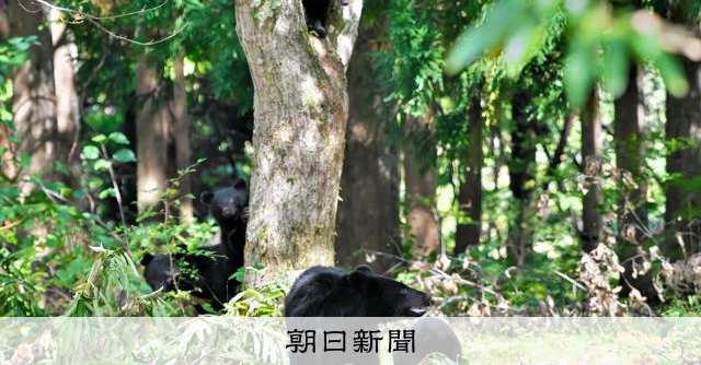 折れた枝や足跡 人の生活圏のそばで感じたクマの気配 [秋田県]：朝日新聞