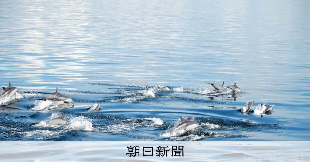 イルカ30頭の群れ、巡視艇が瀬戸内海で遭遇 戯れるように接近 [愛媛県