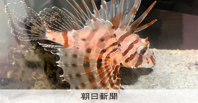 （最終値下げ）ネイチャーテクニカラーニシキエビ、ミノカサゴ AS20240918002308_comm.jpg