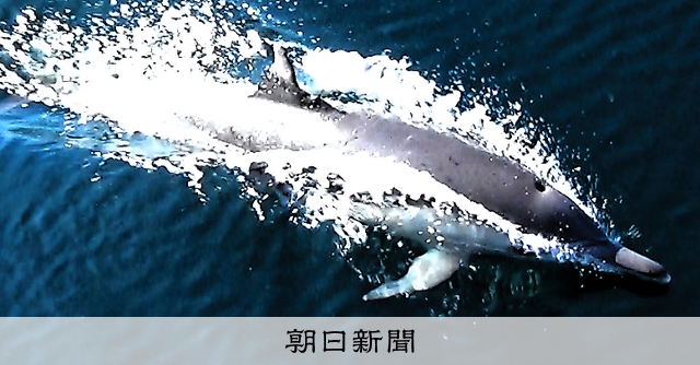 巡視艇にごあいさつ イルカの群れと遭遇 瀬戸内海：朝日新聞
