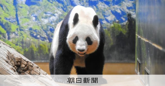 希少★レトロ★上野動物園 パンダ シンシン リーリー 子供 人形 3点セット 希少☆レトロ☆上野動物園 パンダ シンシン リーリー 子供 人形