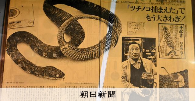 ツチノコ　 ミカン畑で見つけたツチノコ？ 32年保管されていた標本を追った [徳島