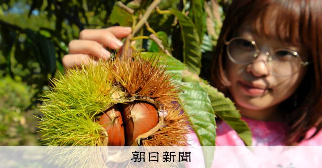 日本一大きな栗 収穫の秋 仙北市西木町の「西明寺栗」 [秋田県]：朝日新聞
