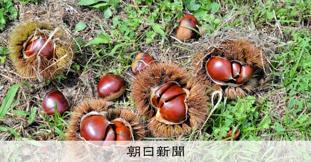 【いか】栗　茨城県産　朝収穫　厳選　7kg いか様専用】栗 茨城県産 朝収穫 厳選 7kg 日本一の栗産地