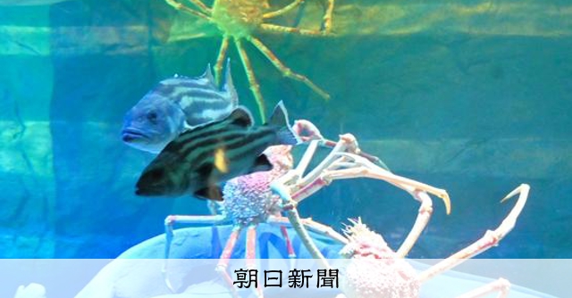 タカアシガニを下から見上げる水槽も 蒲郡・竹島水族館に新館増設