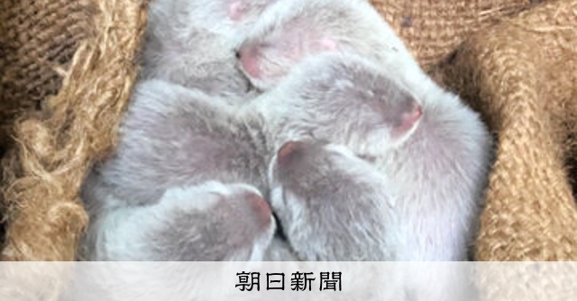 コツメカワウソの五つ子が誕生 とくしま動物園で24年ぶり [徳島県