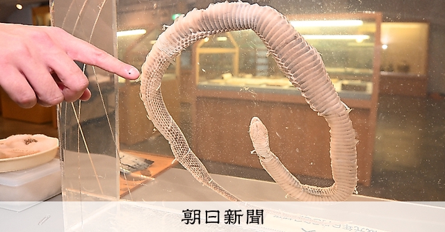 30年眠る…ツチノコの標本？ 徳島の図書館に保管：朝日新聞