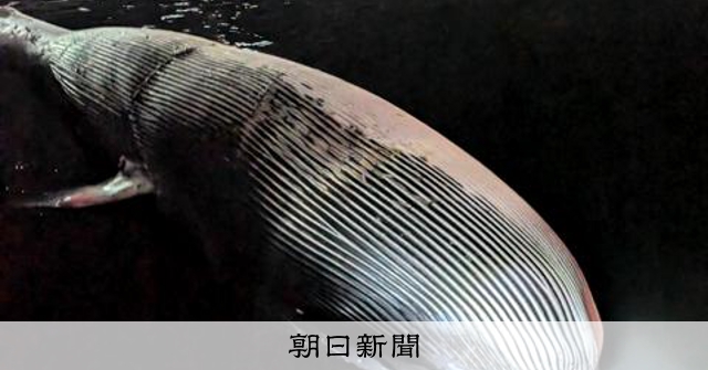 神戸・瀬戸内海に死んだクジラ流れ着く 体長14メートル、港に係留