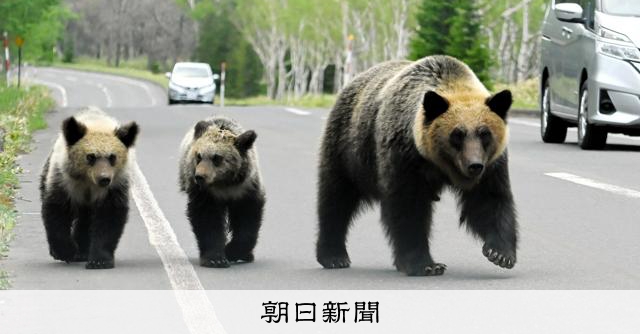 浜学園流ニュースの読み方 クマと遭遇増加 街でも：朝日新聞