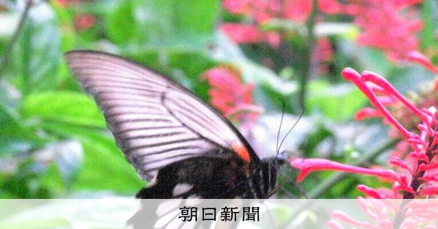 めったに見られない…ナガサキアゲハの有尾型、沖縄・国頭村で発見