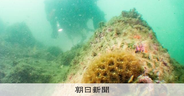 山形沖で造礁サンゴ発見、北限は80キロ北へ 低水温でも生息可能か