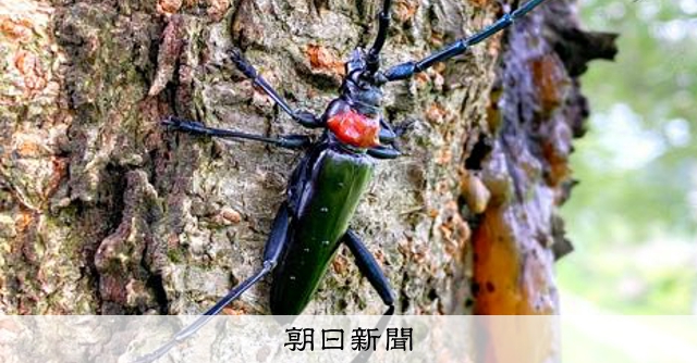 外来カミキリ踏みつぶして…10匹で500円分プリカ [茨城県]：朝日新聞