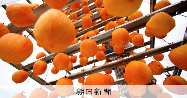 王様」ぷっくり 「堂上蜂屋柿」生産最盛期 岐阜・美濃加茂：朝日新聞