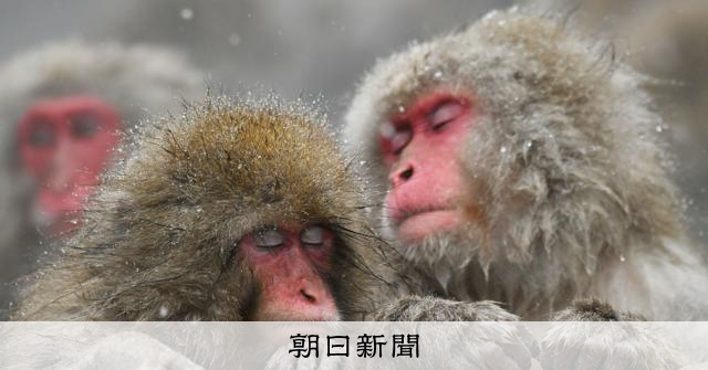 寒い日は仲良くあったまろ ポカポカ温泉でサルもリラックス