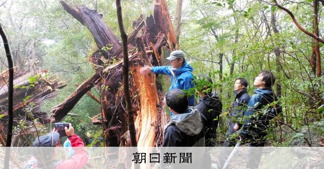 樹齢3千年の屋久島・弥生杉、倒れたまま保存へ 台風被害で林野庁 [鹿児島県]：朝日新聞