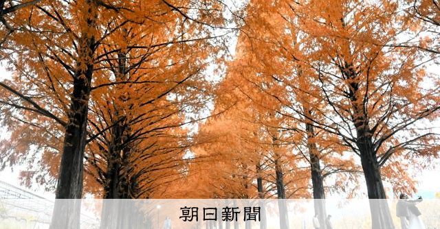 赤橙色のトンネル 高島市のメタセコイア並木 [滋賀県]：朝日新聞
