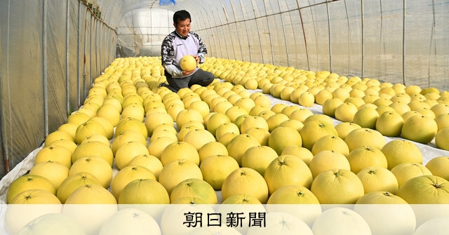 香り大きさ、世界最大級 「晩白柚」出荷始まる 熊本・八代：朝日新聞