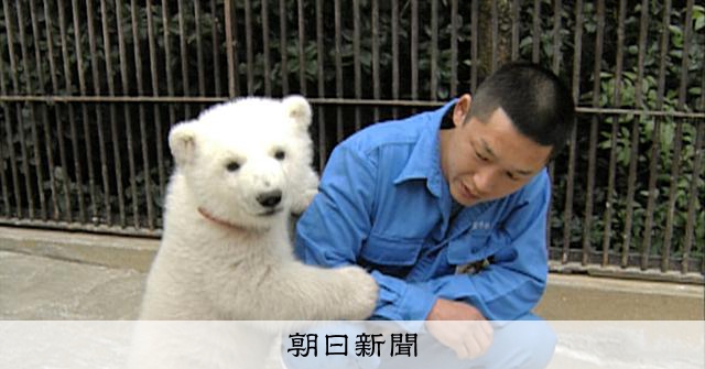 しろくま「ピース」、飼育員との命を巡る25年の物語 NHKで放送