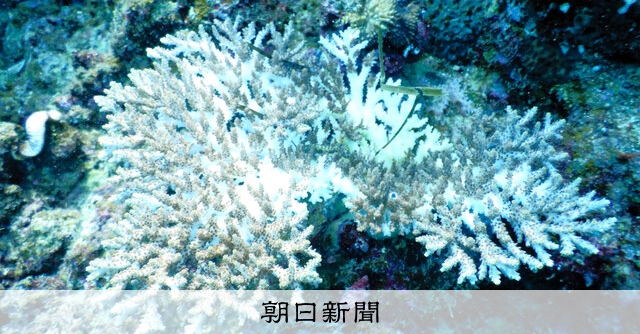 扉）サンゴ白化、高水温で進む異変 栄養得られず死滅の恐れ、世界でも