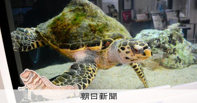 保護ウミガメ、餌を食べるまで回復 ジオパーク自然館で公開始まる