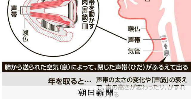 なぜ年齢で声が変わるの？ 声帯や声筋の変化、使ってトレーニングも：朝日新聞