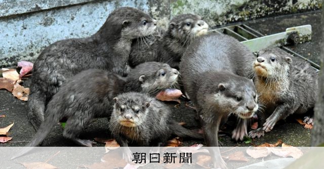 かわうそ　5枚 カワいさ5倍ウソじゃない コツメカワウソの五つ子、一般公開 [徳島県